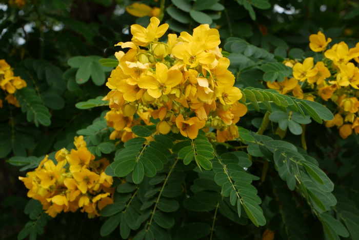 九里香花图片