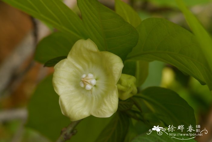 家居植物风水