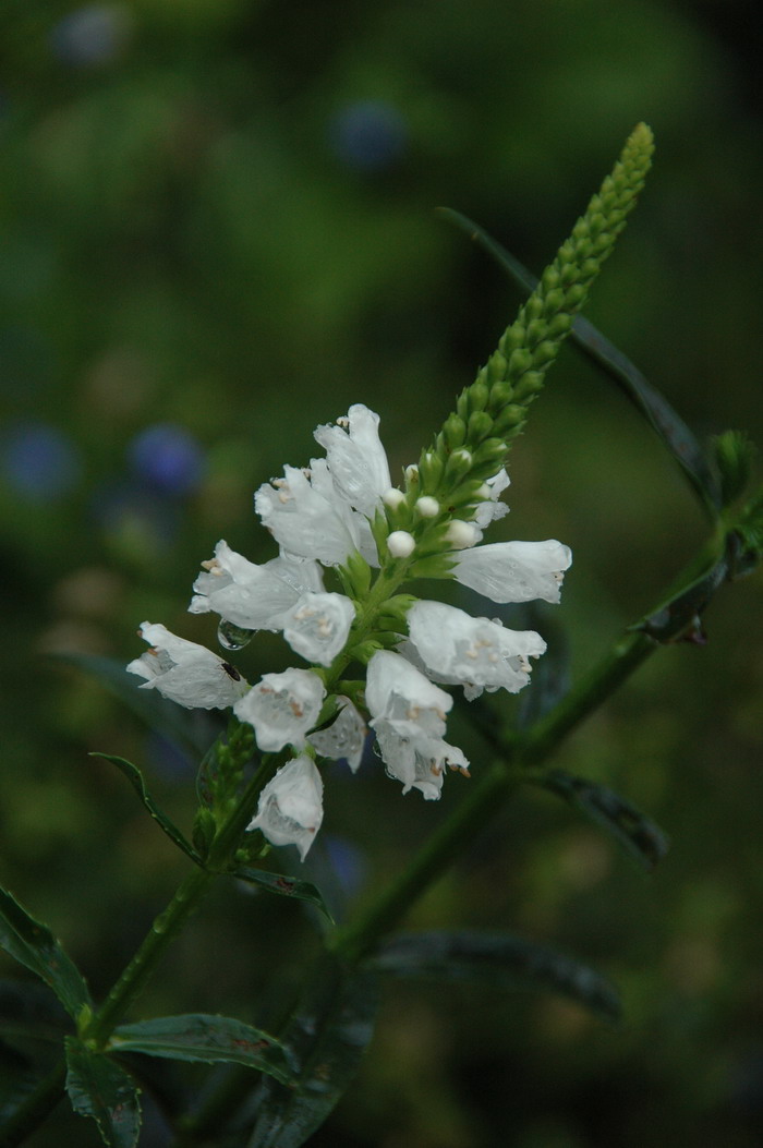 炙黄芪