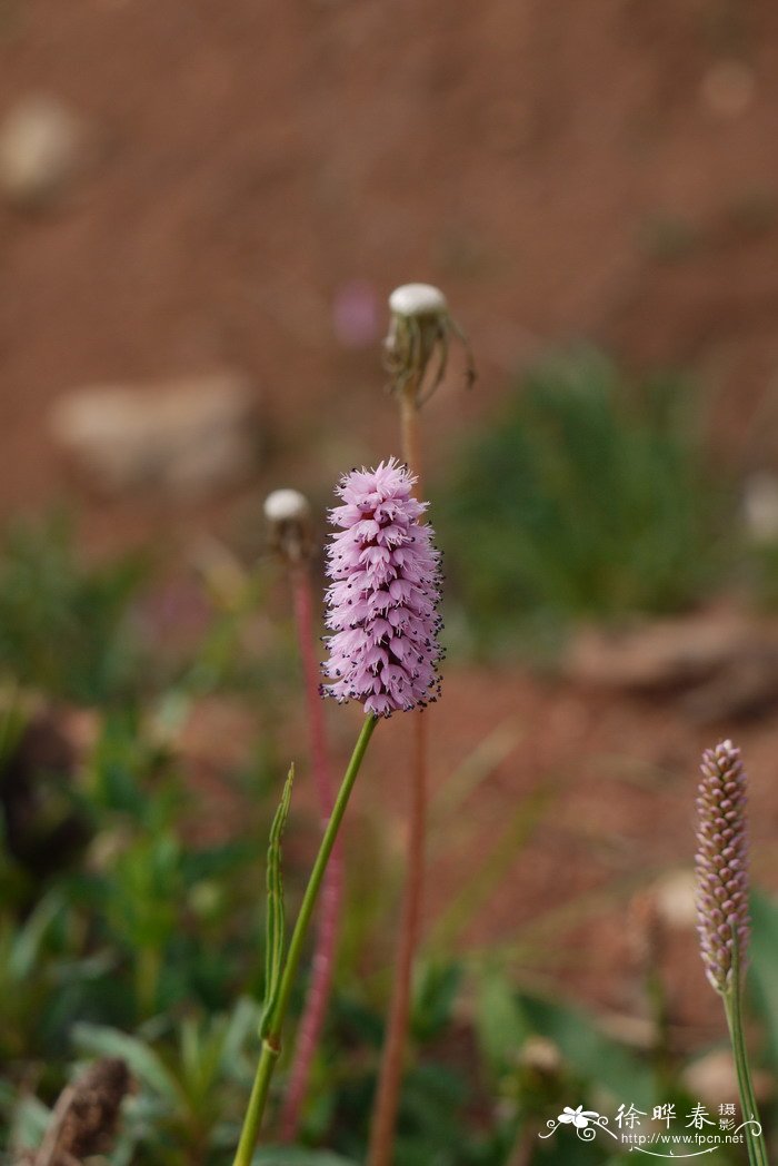 丛生桂花树价格