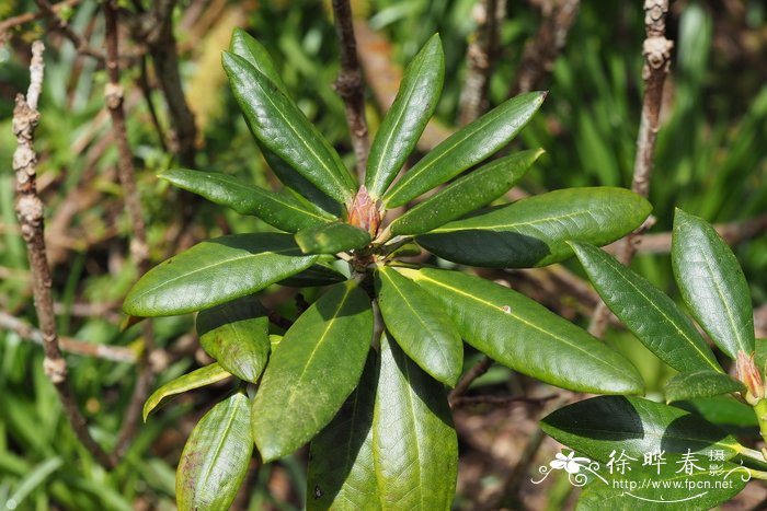 栀子花怕冻吗