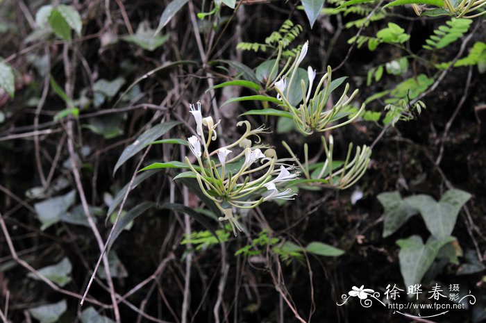 长寿花的花期