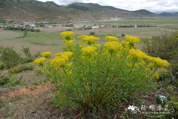 最好养的10种兰花