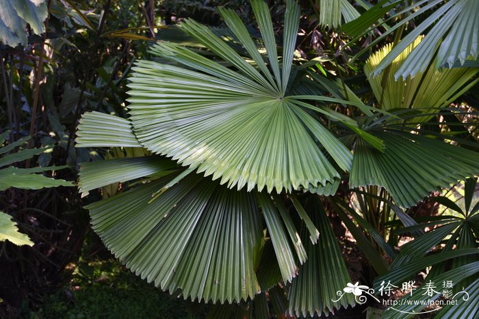 土豆种植方法步骤