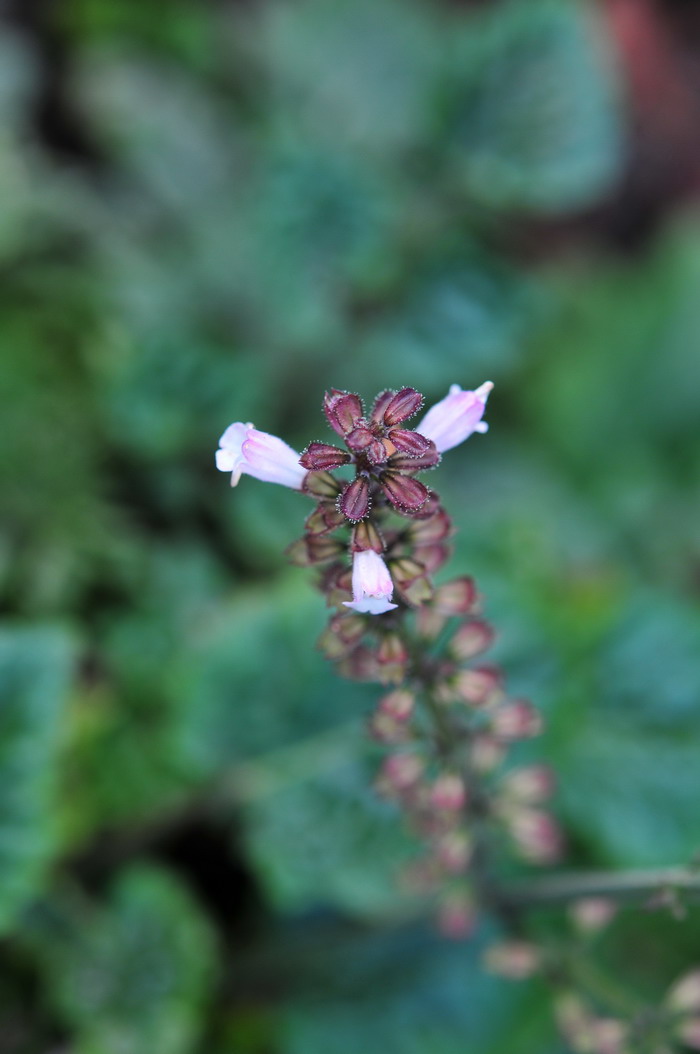 芽苗菜栽培技术