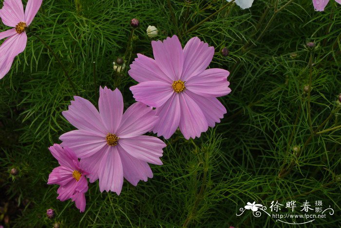 北京 鲜花速递