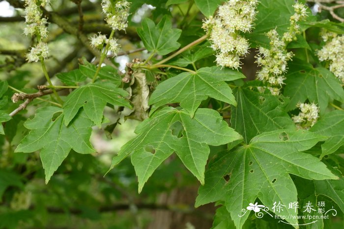 苹果智能手表