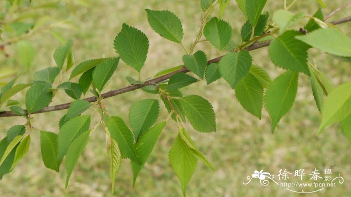 中药代代花