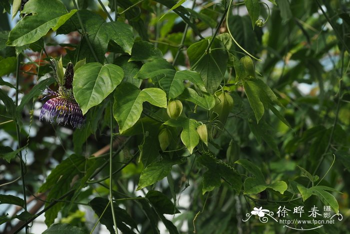 大樱桃树苗图片