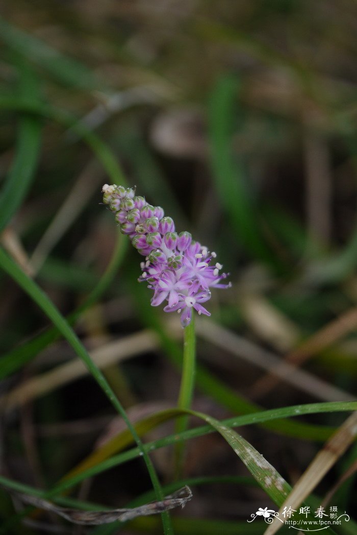 鹅菜