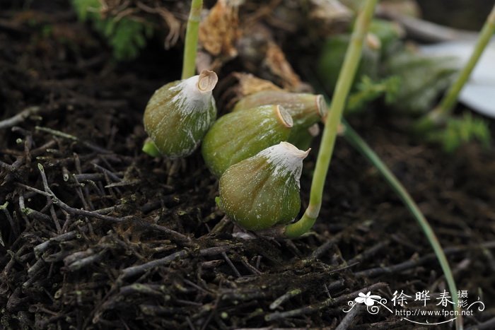 杜鹃花用什么肥料比较好