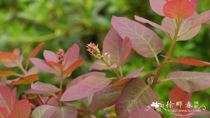 19朵红玫瑰花语