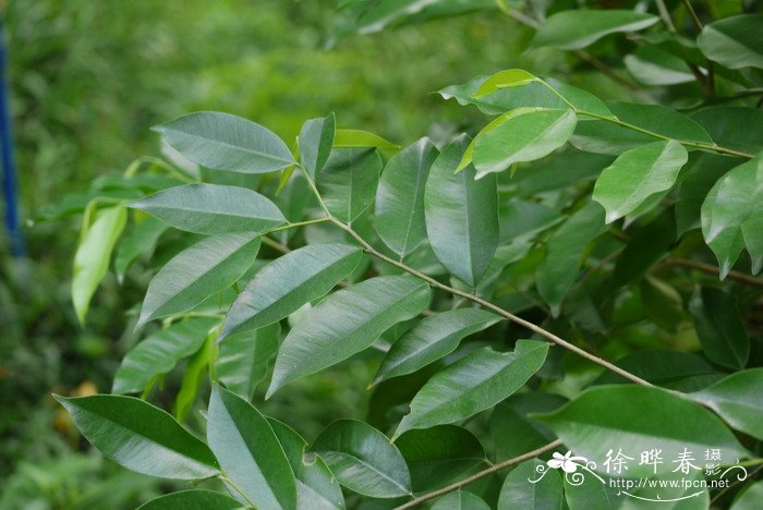 各种花的花语和象征意义