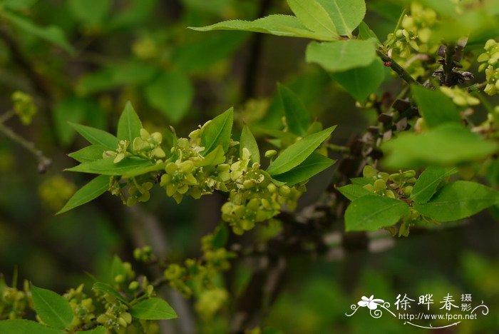 杜鹃花十大品种排名