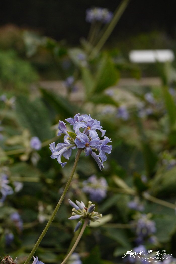 月桂花