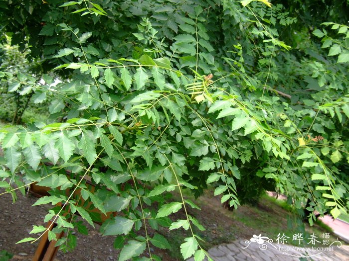 西安鲜花配送