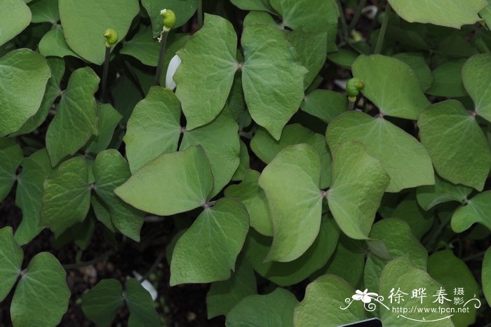 榉树种植基地