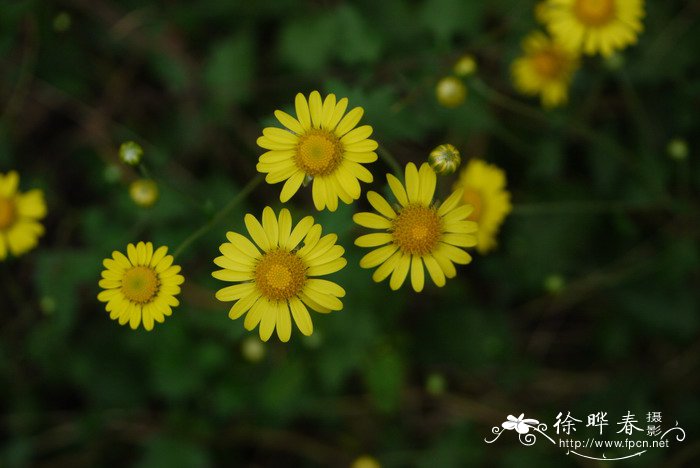 黑果花楸的功效与作用