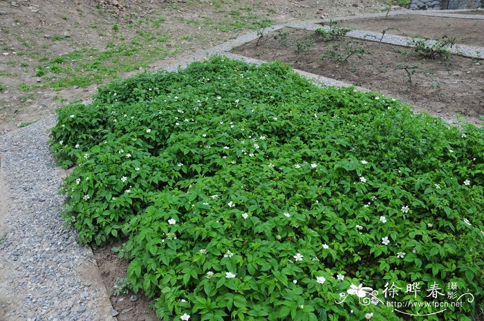 凤凰花是哪里的市花