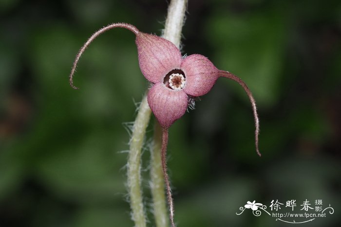 国花是什么花?