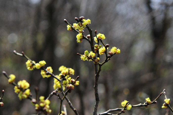 四季开花