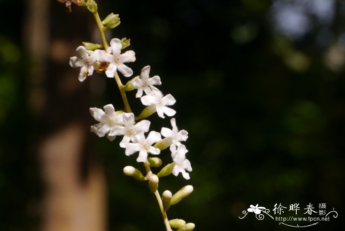 闭花授粉