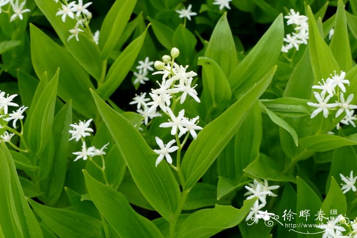 香菇种植