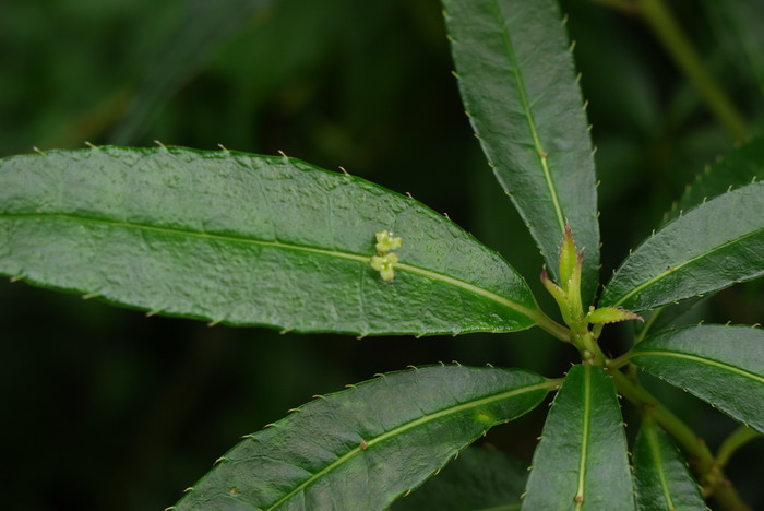 花期长耐热耐寒又好养的花卉