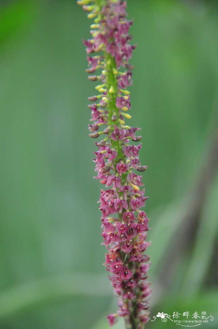 迎春花花期