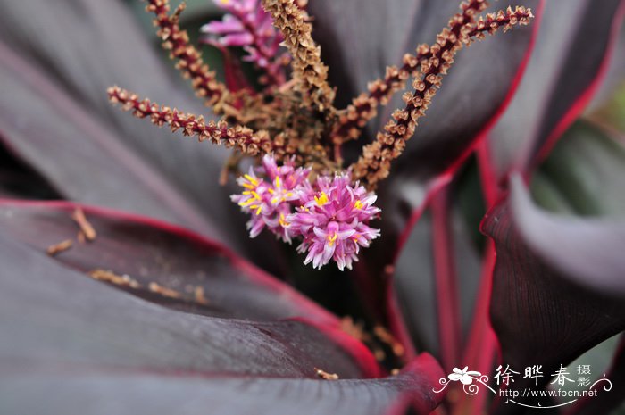 九里香花图片