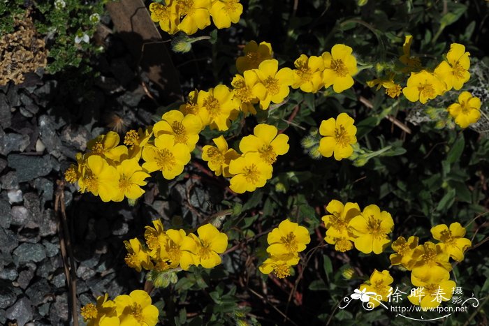 丛生桂花树价格