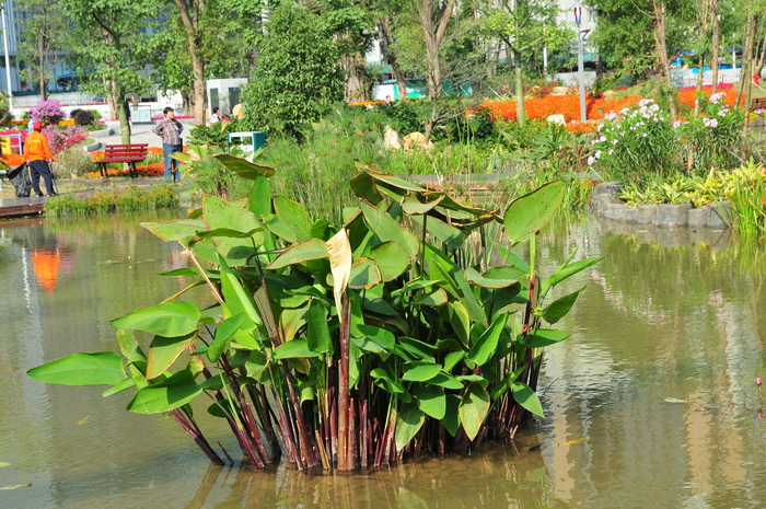 榄仁树