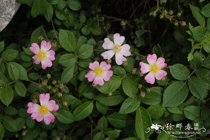 最好养的10种兰花