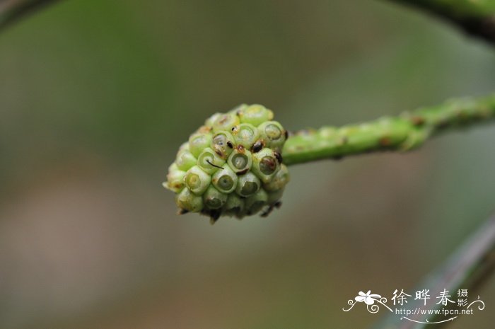 粉黛乱子草