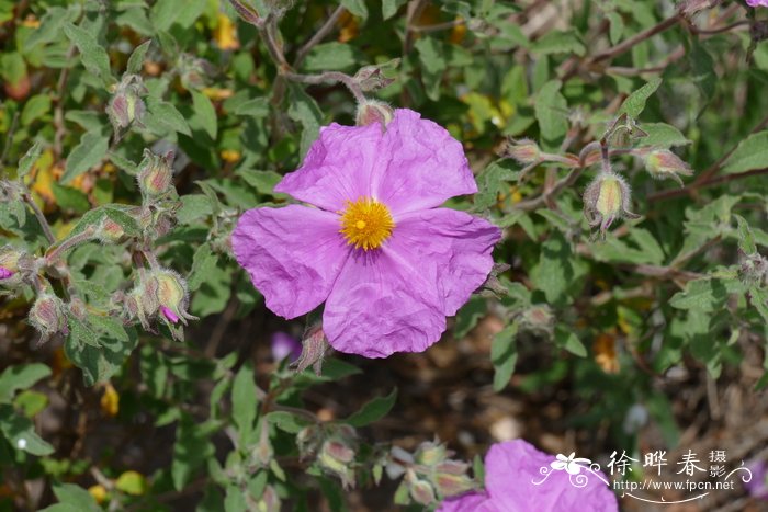 桂花树