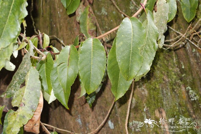 50公分朴树植物价格