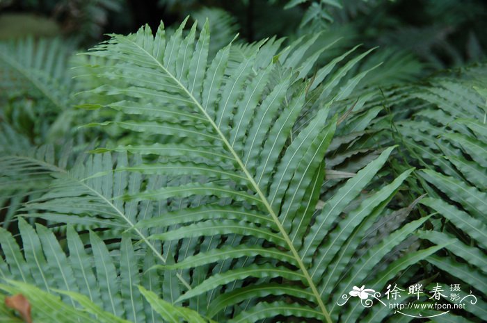 白色康乃馨花语