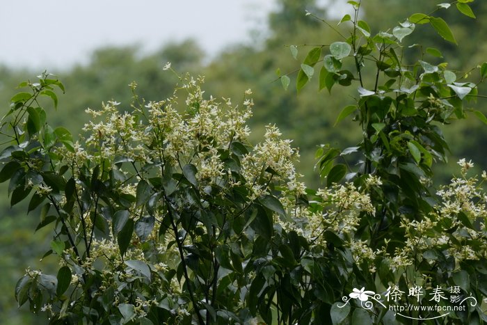 广州市花