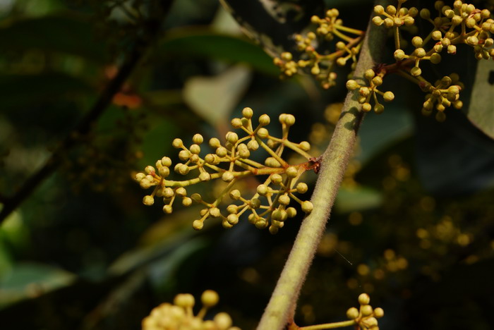 中药代代花