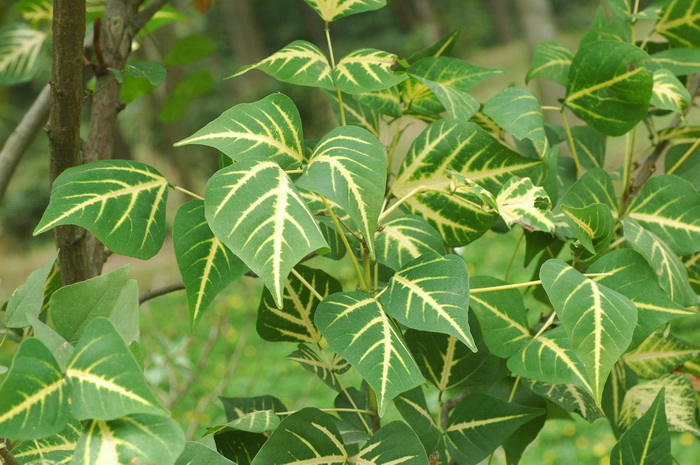 千手观音植物仙人掌