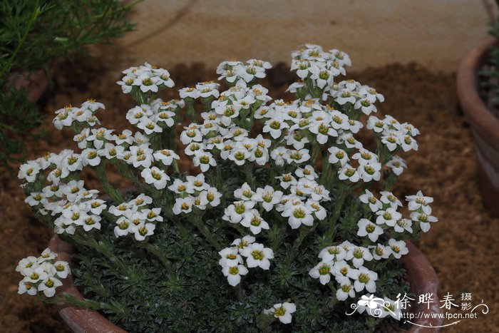 肾蕨图片