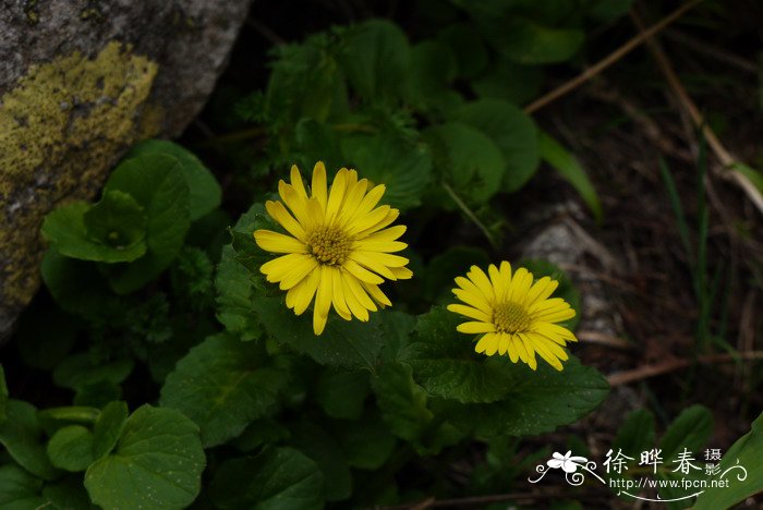 鸢尾花花语