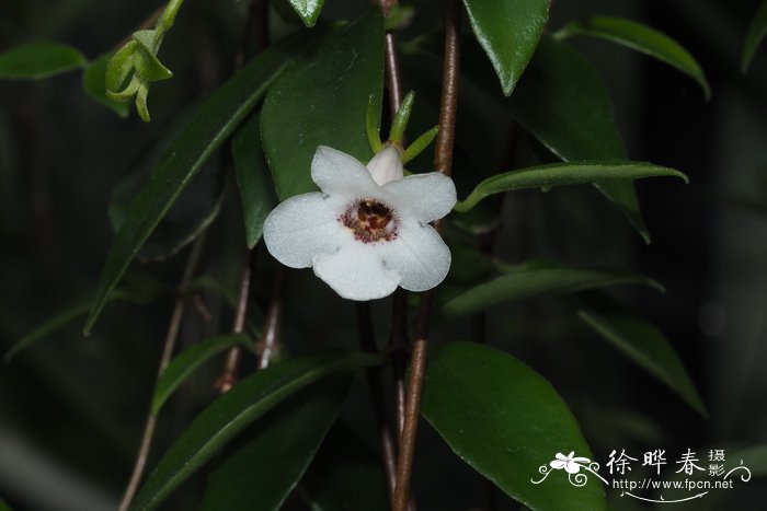 小盆栽植物