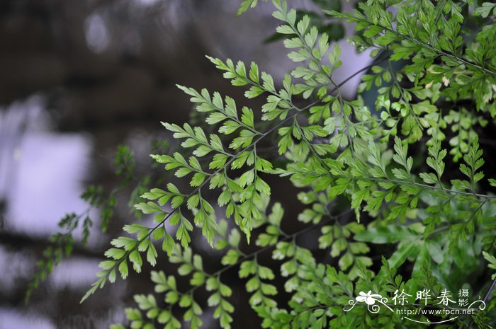 扶桑花什么时候修剪最合适?