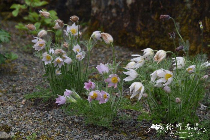 沙枣花