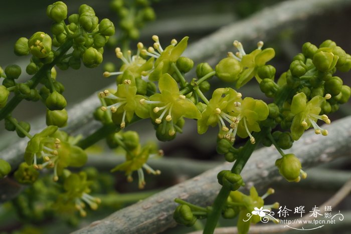 五脉绿绒蒿花