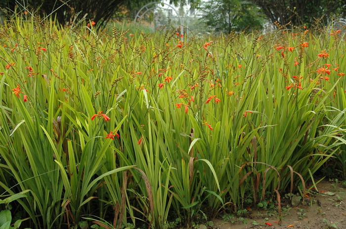 探春花