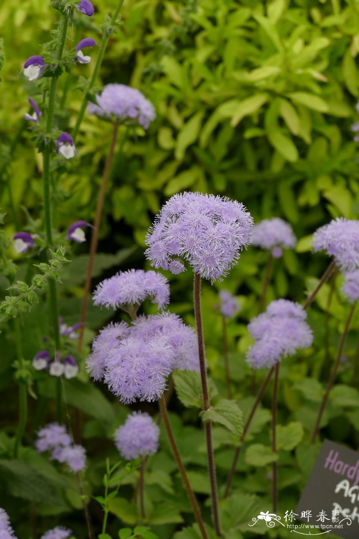 蕉芋