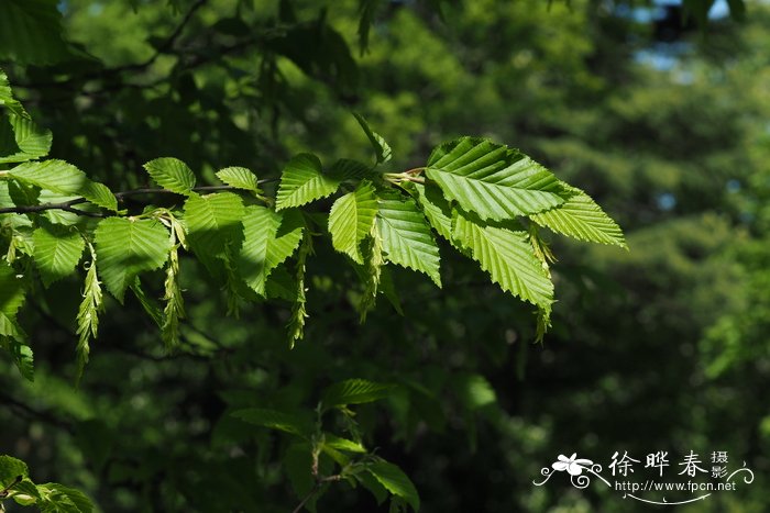 金钱树养殖方法