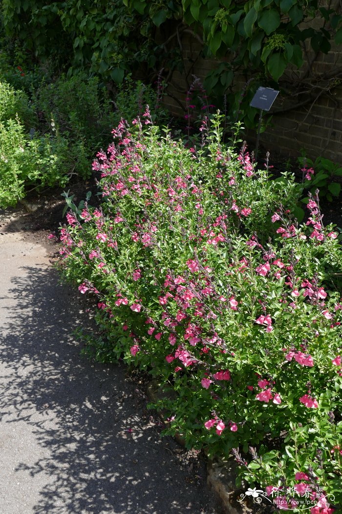 四季金银花种植技术